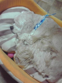 コラボイベント