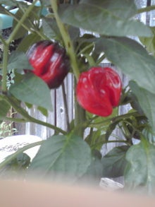 YUUNA BLOG-120630_1646~01.jpg