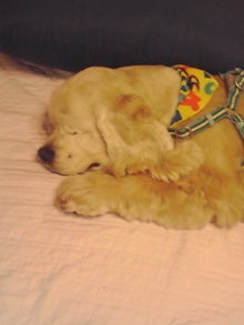 わんことキャンプパート２