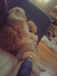 わんことキャンプパート３