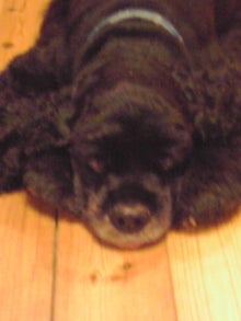 わんことキャンプパート４