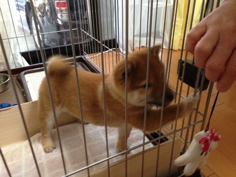 お客様の、わんこ