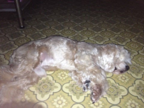 友達と、ごはんに、行った日