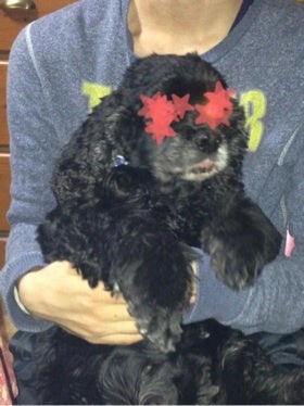 合唱コンクール