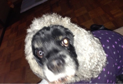 ワンコトリミング