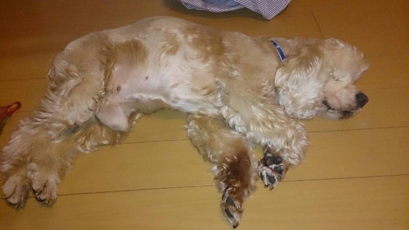 旅行中 ワンコショット