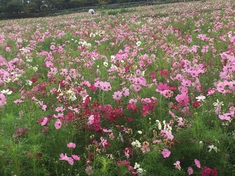 {D3C5C8B8-D87F-4ADF-B27D-32D06EA71890}