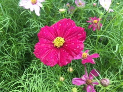 {888D4FCA-42C8-4D73-B500-73A2A8FE5909}