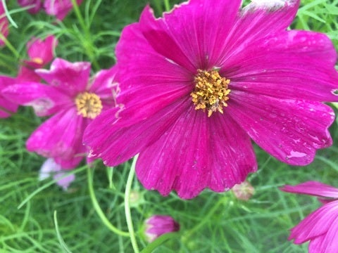 {2D79CE92-B6CE-408C-B210-060D2E6D56CB}