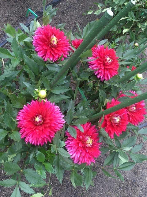 {C1671AB9-C3FC-46A2-BBED-2054E14B57A3}