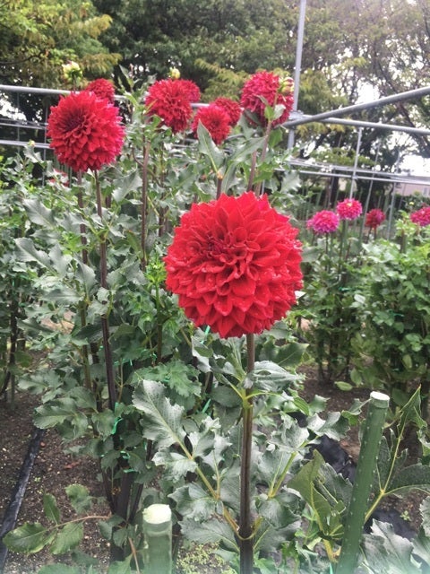 {7A57A566-0FA8-40A7-92D8-A25DBC6EC74C}