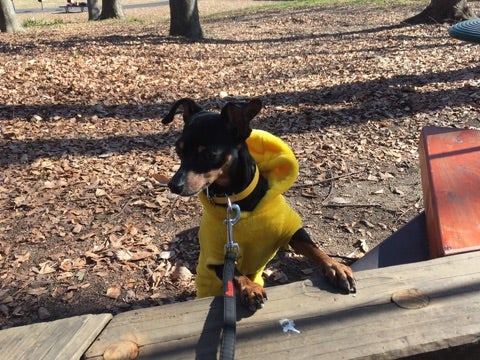 ワンコとお散歩