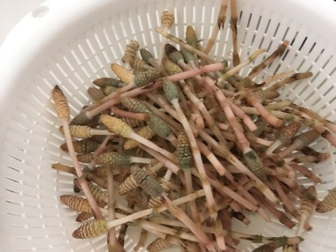 春に近づいて来た