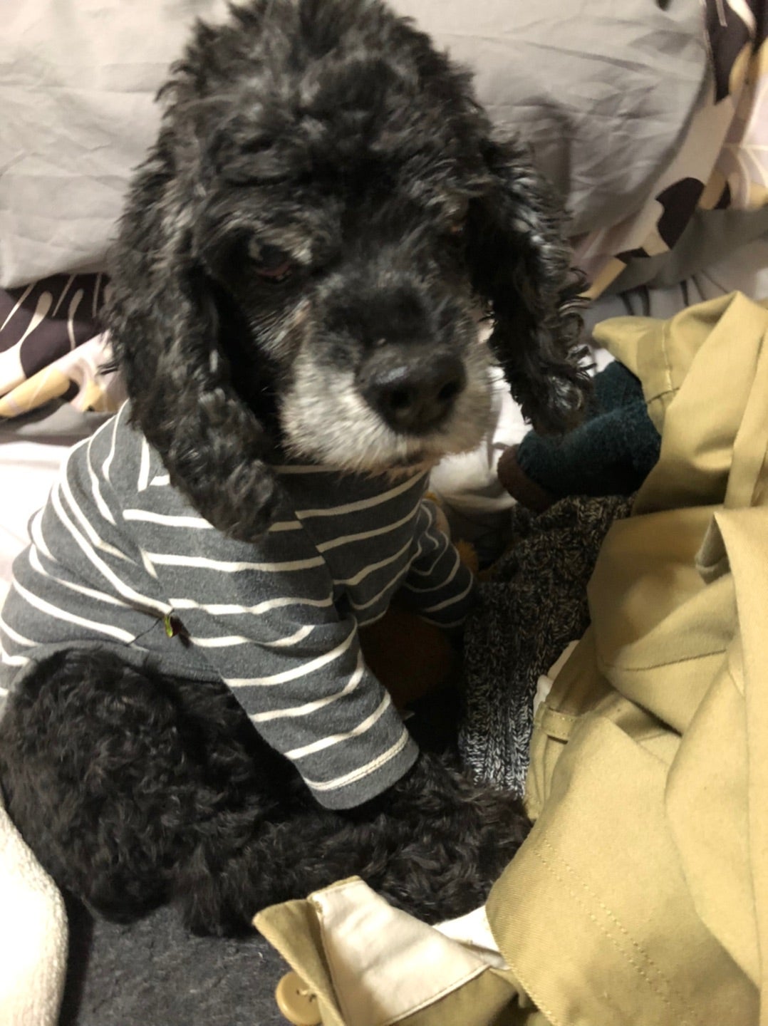 おばあちゃんわんこ