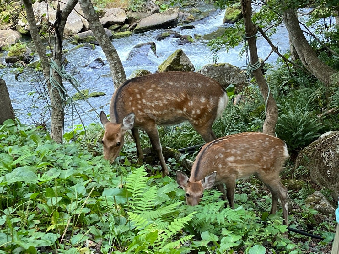 鹿さんに遭遇