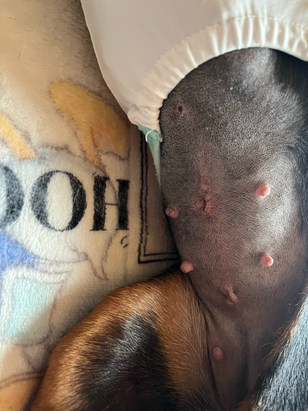 みーちゃんお迎え