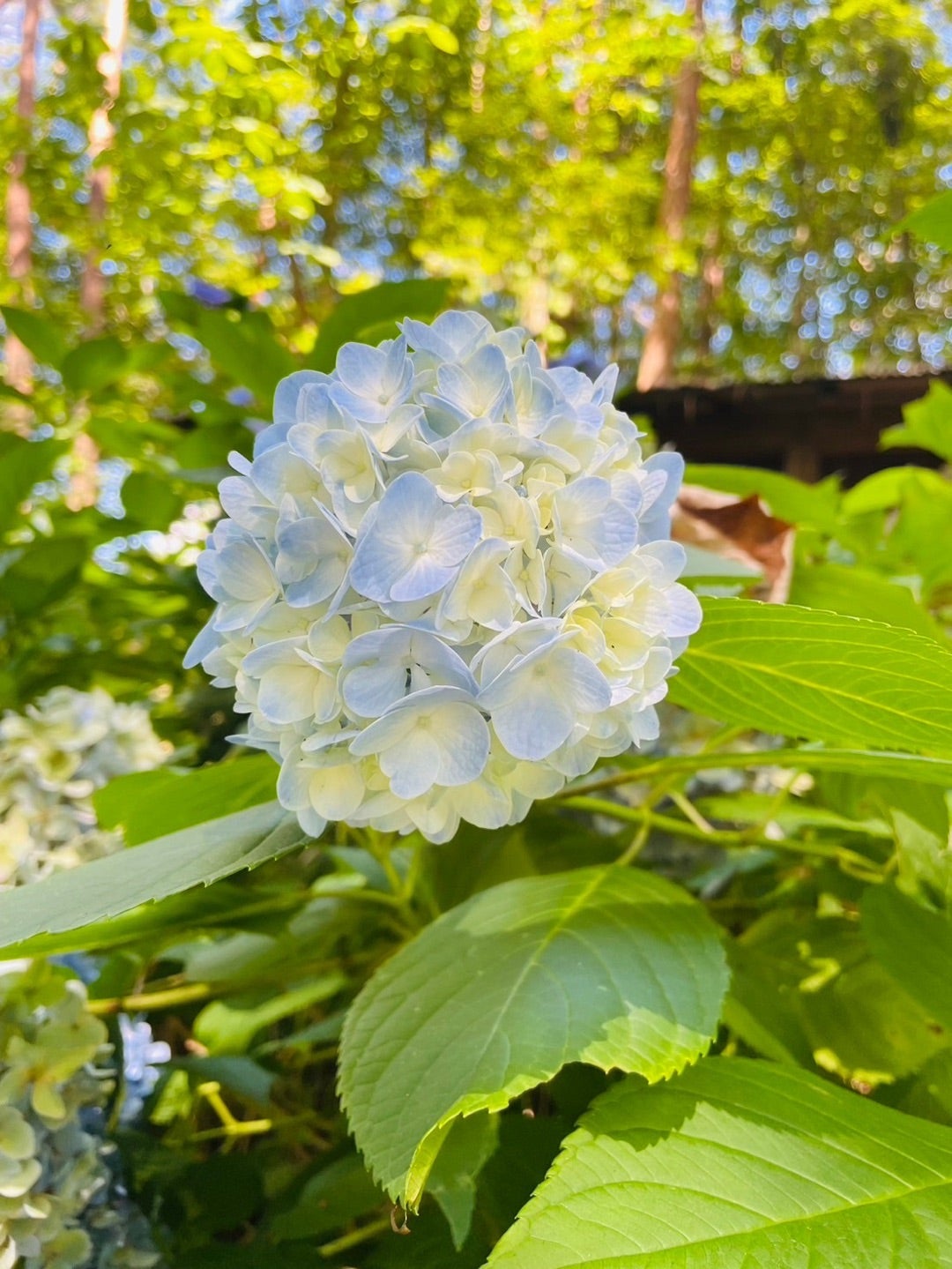 プリザーブドフラワーレッスン会日程変更