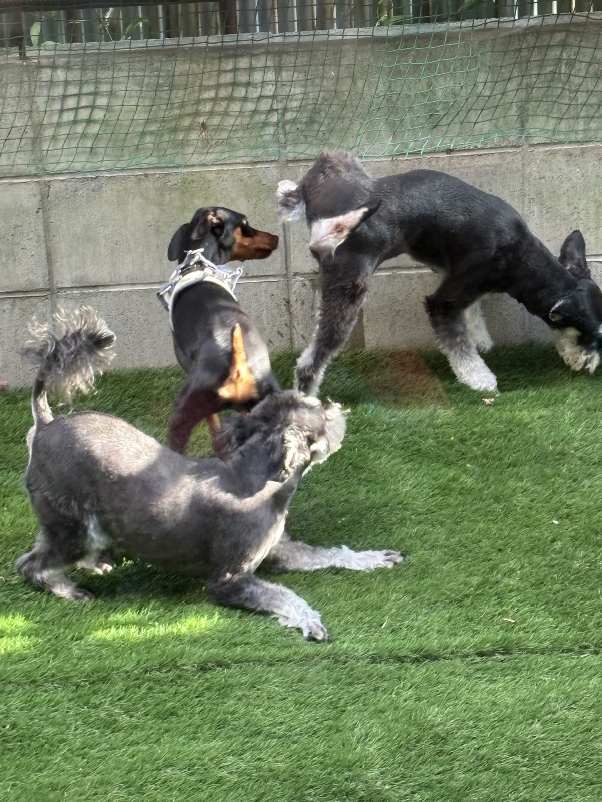 わんことお出かけ